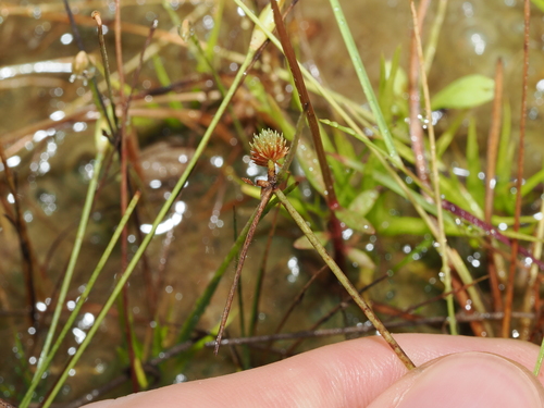 Cyperus leptocarpus, photograph 3