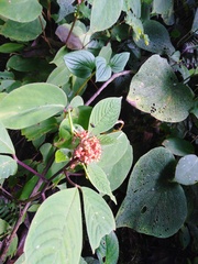 Podandrogyne decipiens