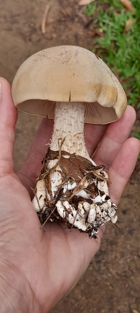 Macrocybe titans · April 2026 · photo: © rafaperazzolo (iNaturalist, cc-by)