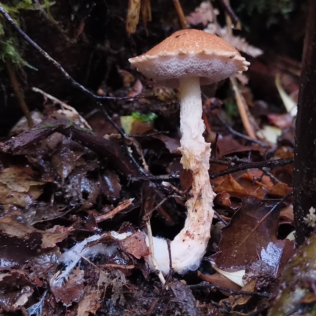 Austroboletus novae-zelandiae · April 2026 · photo: © zedt (iNaturalist, cc-by)