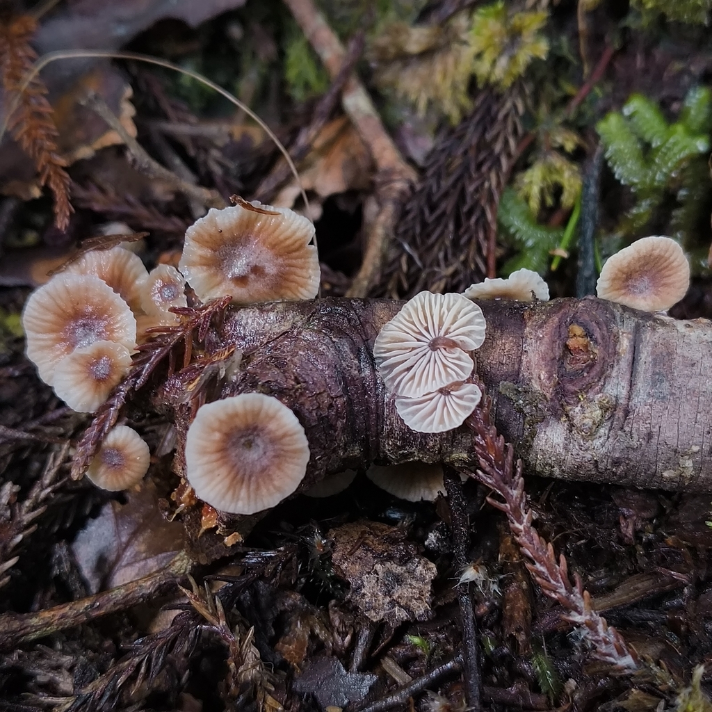 Gymnopus imbricatus · April 2026 · photo: © zedt (iNaturalist, cc-by)