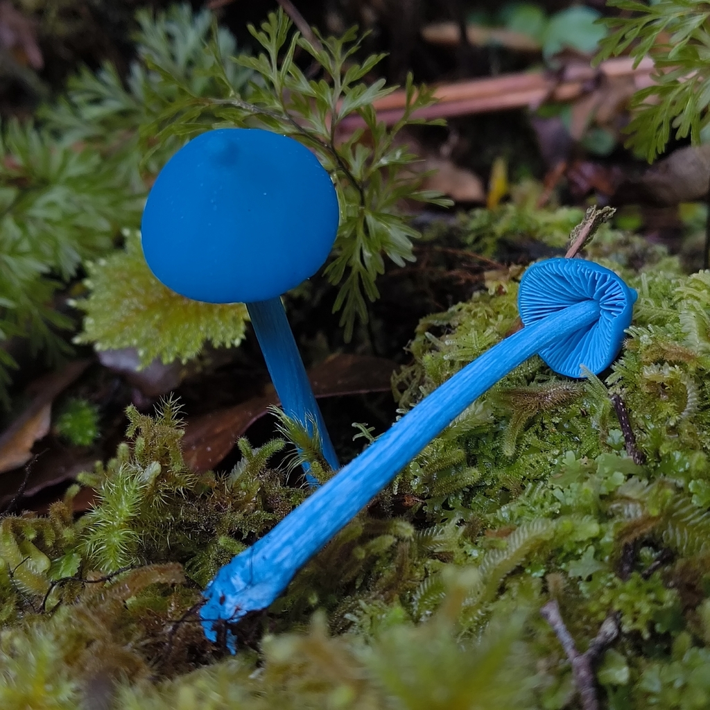 Entoloma hochstetteri · April 2026 · photo: © zedt (iNaturalist, cc-by)