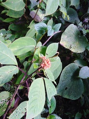 Podandrogyne decipiens