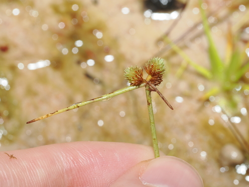 Cyperus leptocarpus, photograph 1