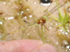 Cyperus leptocarpus, photograph (c) Thomas Mesaglio, some rights reserved (CC BY)
