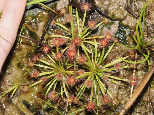Drosera fulva