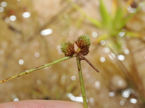 Cyperus leptocarpus