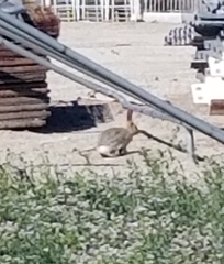 Sylvilagus audubonii