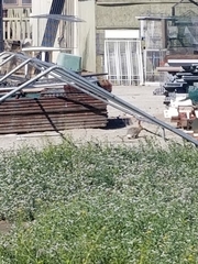 Sylvilagus audubonii