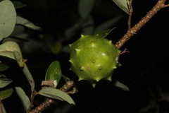 Annona globiflora