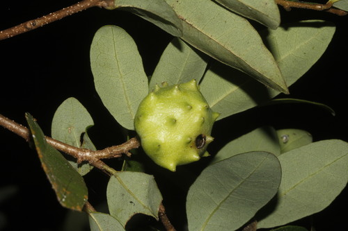 Annona globiflora (Annona globiflora)
