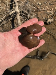 Pyganodon grandis
