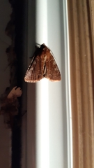 Cerastis tenebrifera