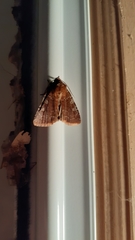 Cerastis tenebrifera