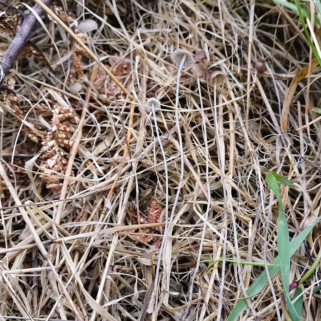 Mycena cystidiosa · April 2026 · photo: © zedt (iNaturalist, cc-by)