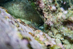 Rhynchocinetes serratus