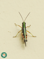 Jasomenia sansibara