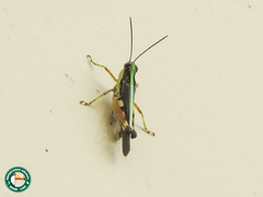 Jasomenia sansibara