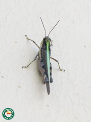 Jasomenia sansibara
