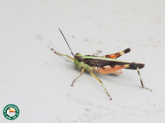 Jasomenia sansibara