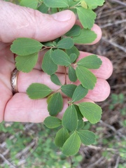 Spiraea prunifolia