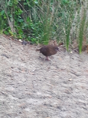 Gallirallus australis scotti