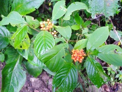 Podandrogyne decipiens