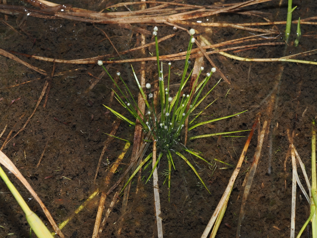 Eriocaulon cinereum; photograph (c) Thomas Mesaglio, some rights reserved (CC BY)