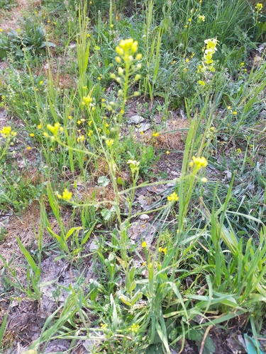 Neslia paniculata, photograph 5