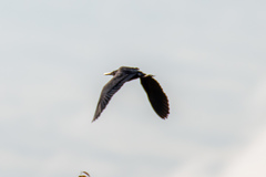 Ixobrychus flavicollis