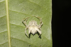 Mastophora leucacantha