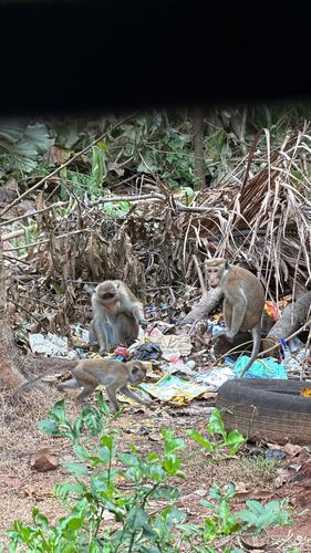 Toque Macaque