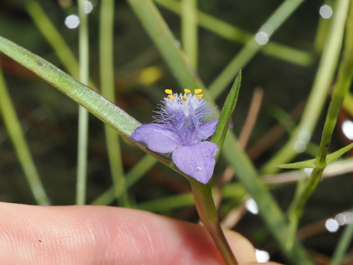 Cyanotis axillaris, photograph 6