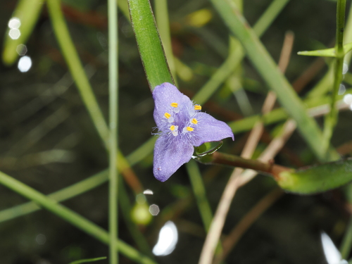 Cyanotis axillaris, photograph 5