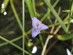 Cyanotis axillaris, photograph (c) Thomas Mesaglio, some rights reserved (CC BY)