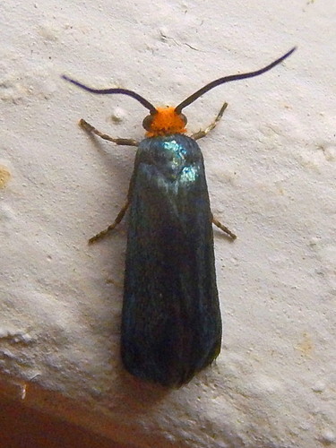 Incurvariidae image