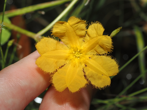 Nymphoides subacuta (Nymphoides subacuta)