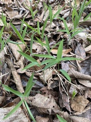 Polygonatum biflorum biflorum