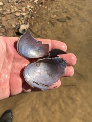 Pyganodon grandis