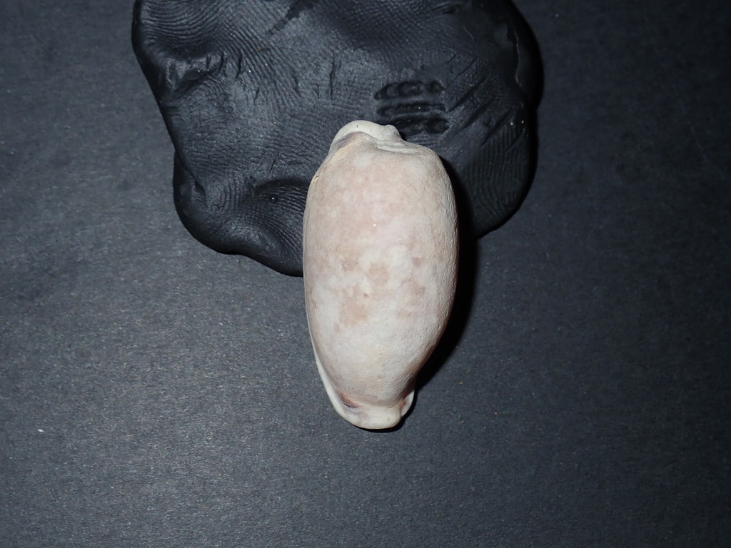 Erronea cylindrica