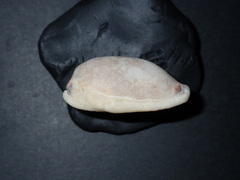 Erronea cylindrica