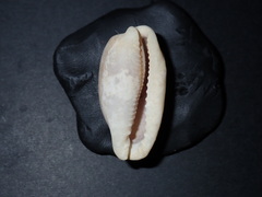 Erronea cylindrica
