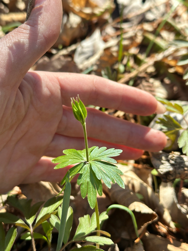 Eranthis stellata, photograph 4