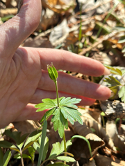 Eranthis stellata, photograph (c) Tatyana Petrenko, some rights reserved (CC BY)