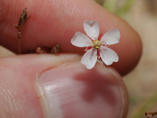 Drosera nana (Drosera nana)