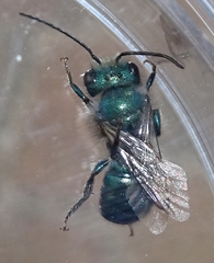 Osmia ribifloris ribifloris