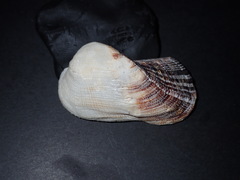 Lamarcka ventricosa