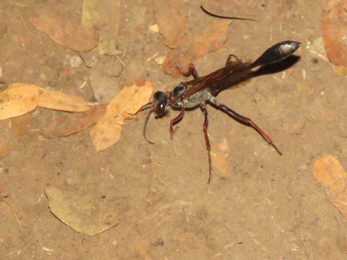 Ammophila bonaespei