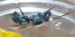 Osmia ribifloris ribifloris