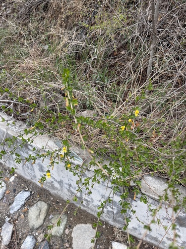 Caragana rosea, photograph 1